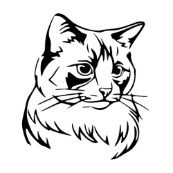 Portrait of a Longhair cat