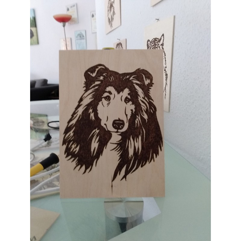 Langhaar Collie (Scottish Collie)