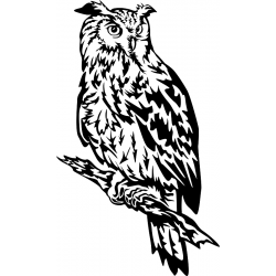 copy of Owl