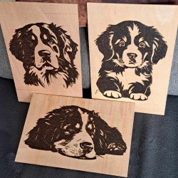 copy of Berner Sennenhund...