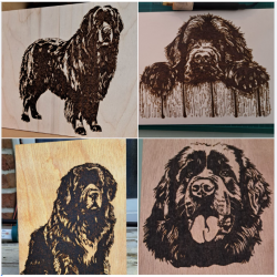 copy of Neufundländer...